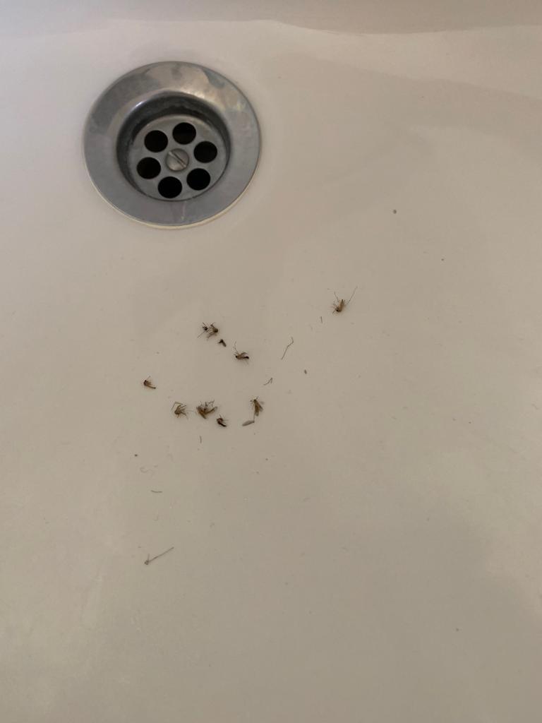 Se acabaron los mosquitos en la terraza