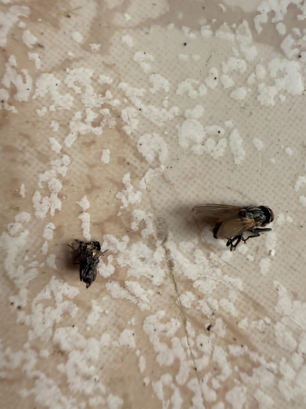 Adiós mosquitos en la terraza